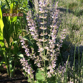 Clary Sage Essential Oil